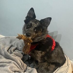 🐱🐶Items for pets listed under pets and women’s other